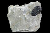 Detailed Gerastos Trilobite Fossil - Morocco #125287-1